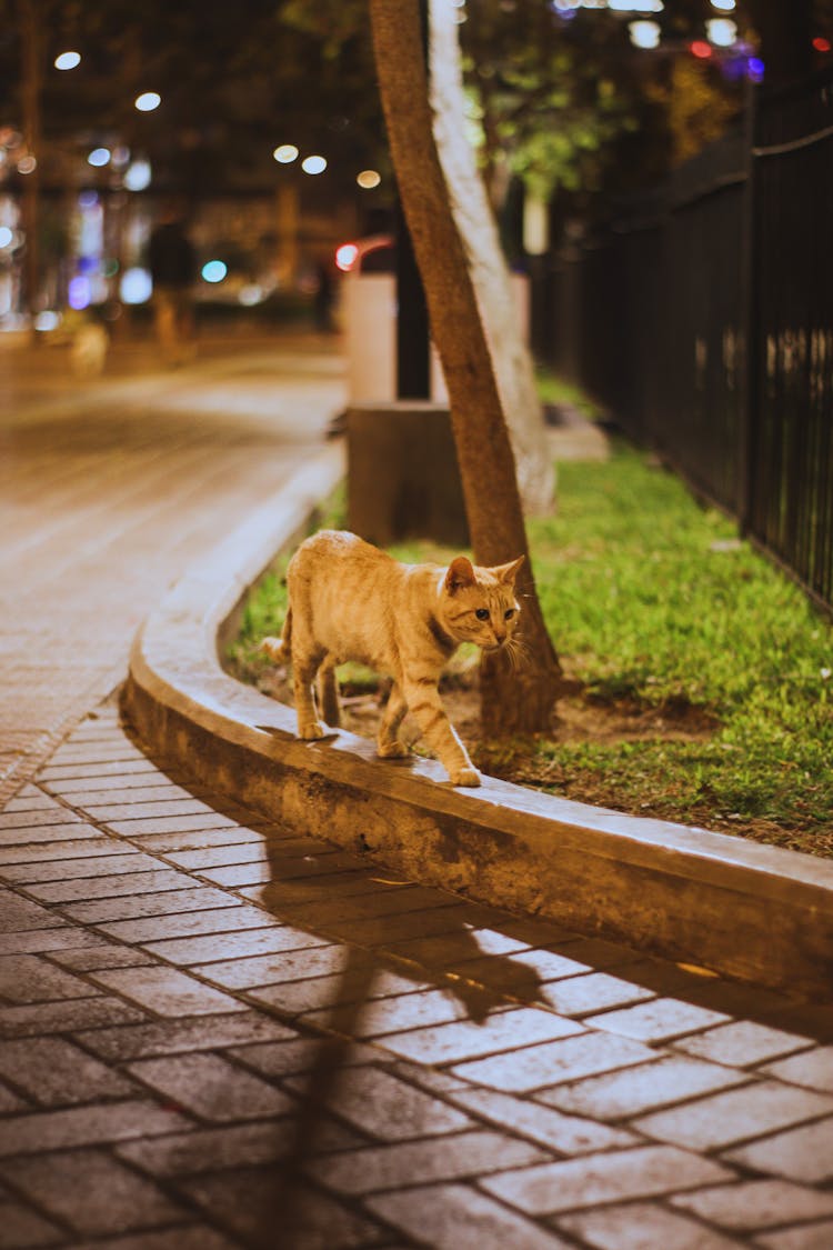 Gato En Kennedy Park