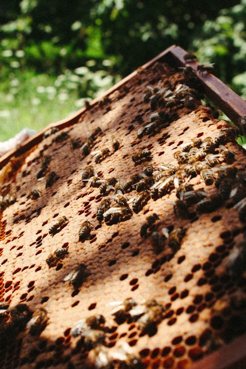 Kostnadsfri bild av bikupa, bin, bondgård