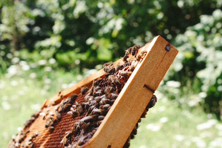 Bees Sitting On Beehive Frame