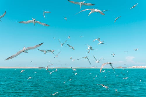 A Flock of Birds Flying over the Sea