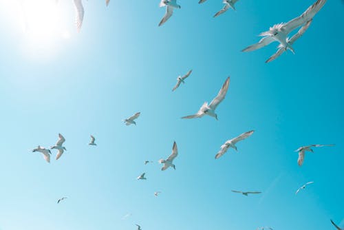 Безкоштовне стокове фото на тему «блакитне небо, крила, птахи»