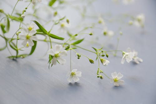 免费 白色花瓣花 素材图片