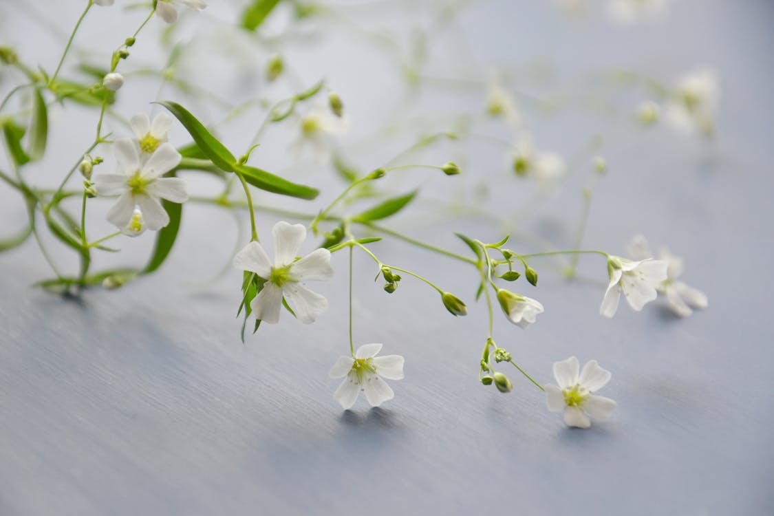 Fiore Petalo Bianco