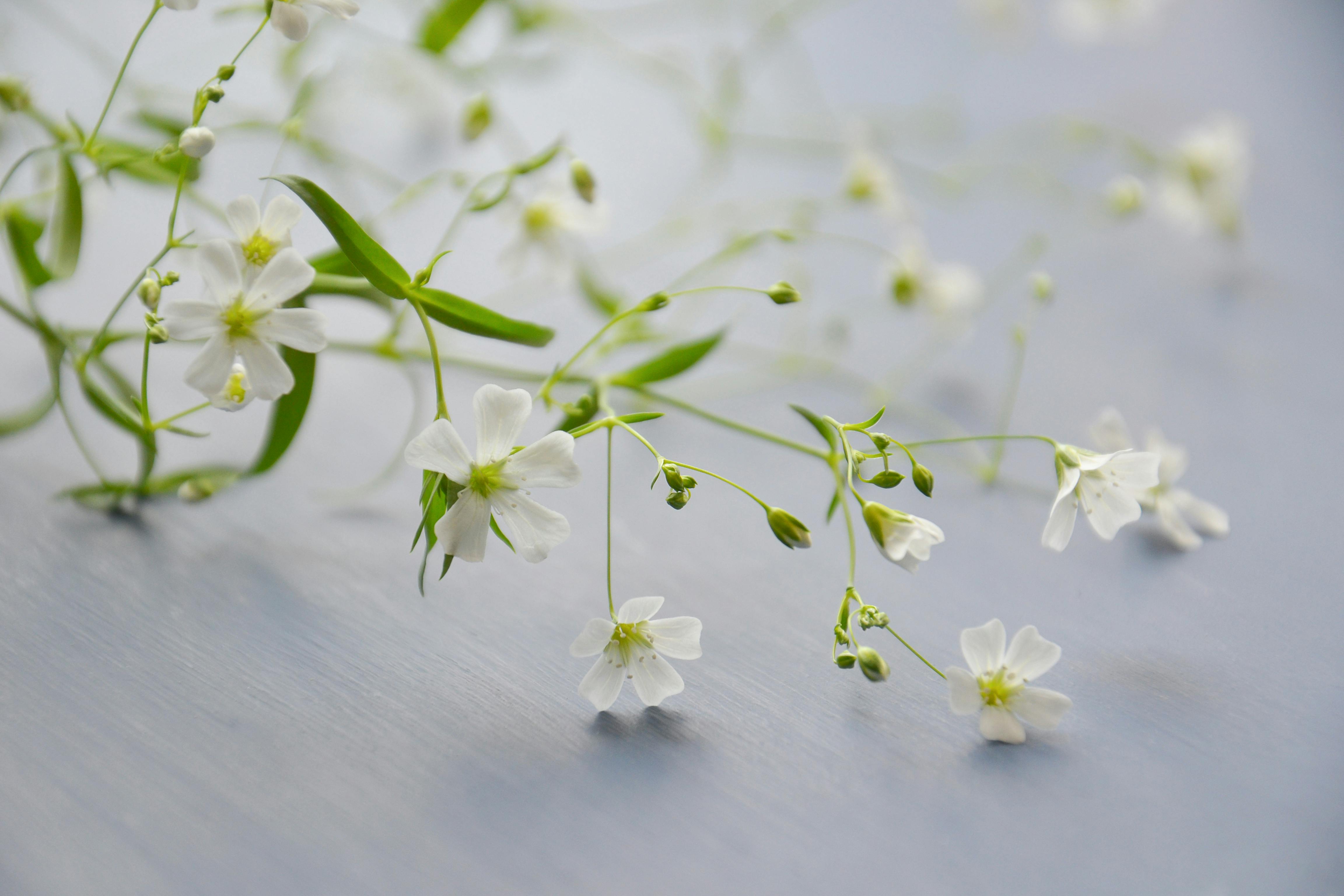 white petaled flower free