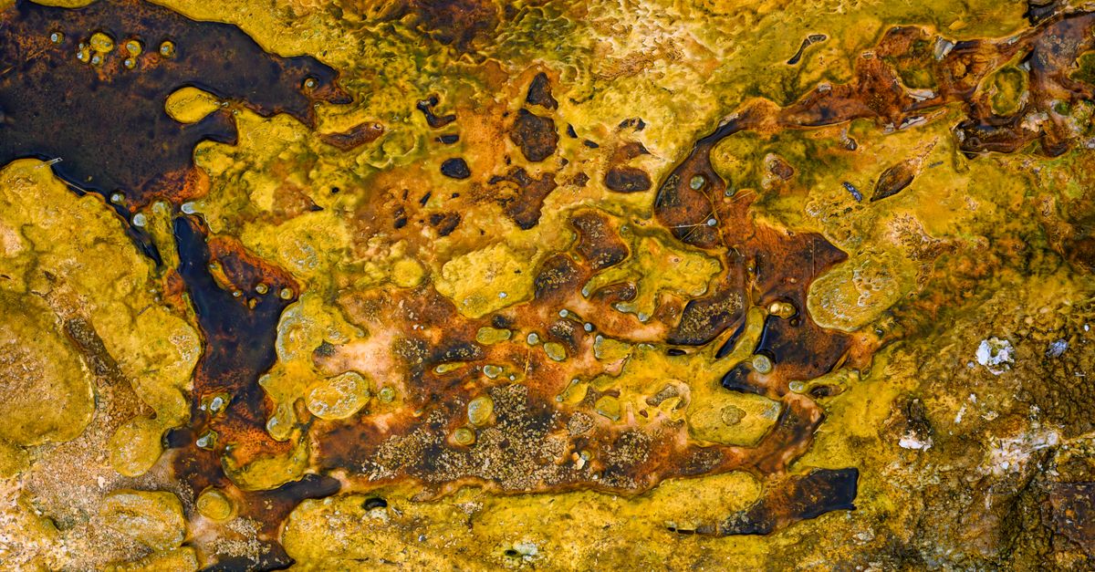 Fatty Pancreas Now a Recognised Disease, Tied to Diabetes and Cancer Risk