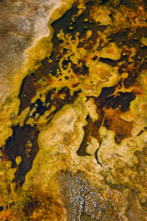 Free Vivid abstract texture of yellow and brown moss covering stagnant water and rock surface. Stock Photo