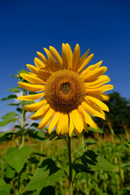 Foto profissional grátis de campo de flores, céu azul, floração