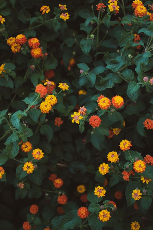 Free Colorful lantana flowers with green foliage photographed in a vibrant summer setting. Stock Photo