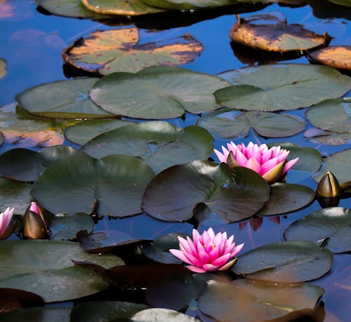 Fotos de stock gratuitas de estanque, flores, hojas verde oscuro