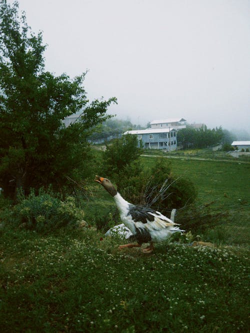 Goose Walking on Grass