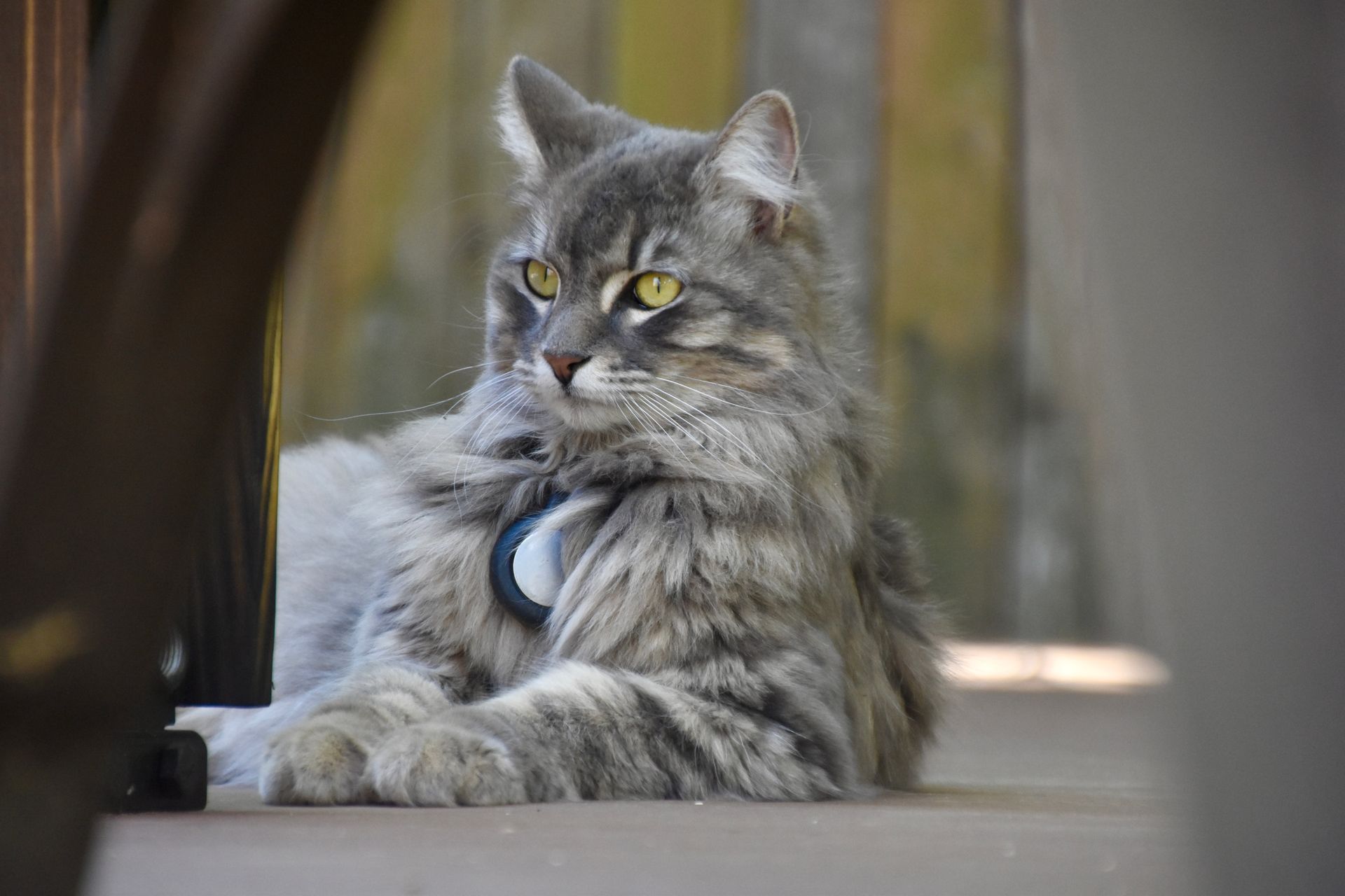 Gray Maine Coon Cat on the Floor