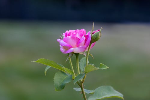 A Pink Rose in Close-Up Photography