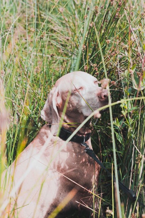 Brown Dog Sitting on Grass Field 