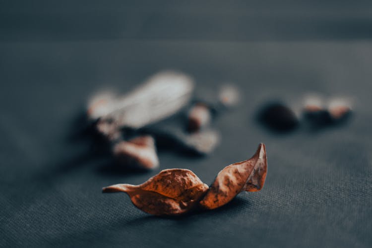 Brown Dried Leaf In Close Up Shot