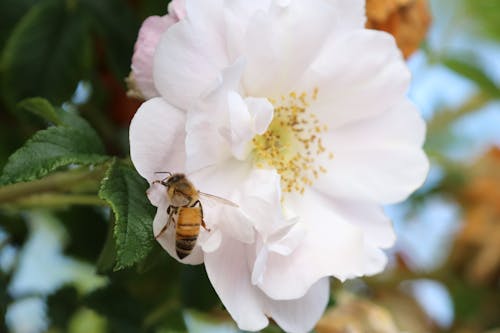 Honey Bee on a Rose