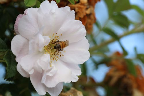 Miễn phí Ảnh lưu trữ miễn phí về cánh hoa, con ong, côn trùng Ảnh lưu trữ