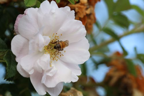 Foto d'estoc gratuïta de abella, enfocament selectiu, flor blanca