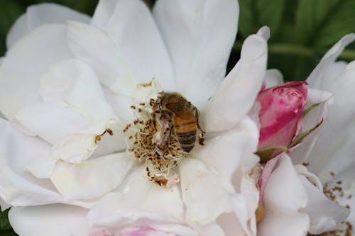 Gratis lagerfoto af bi, blomst, hvid blomst