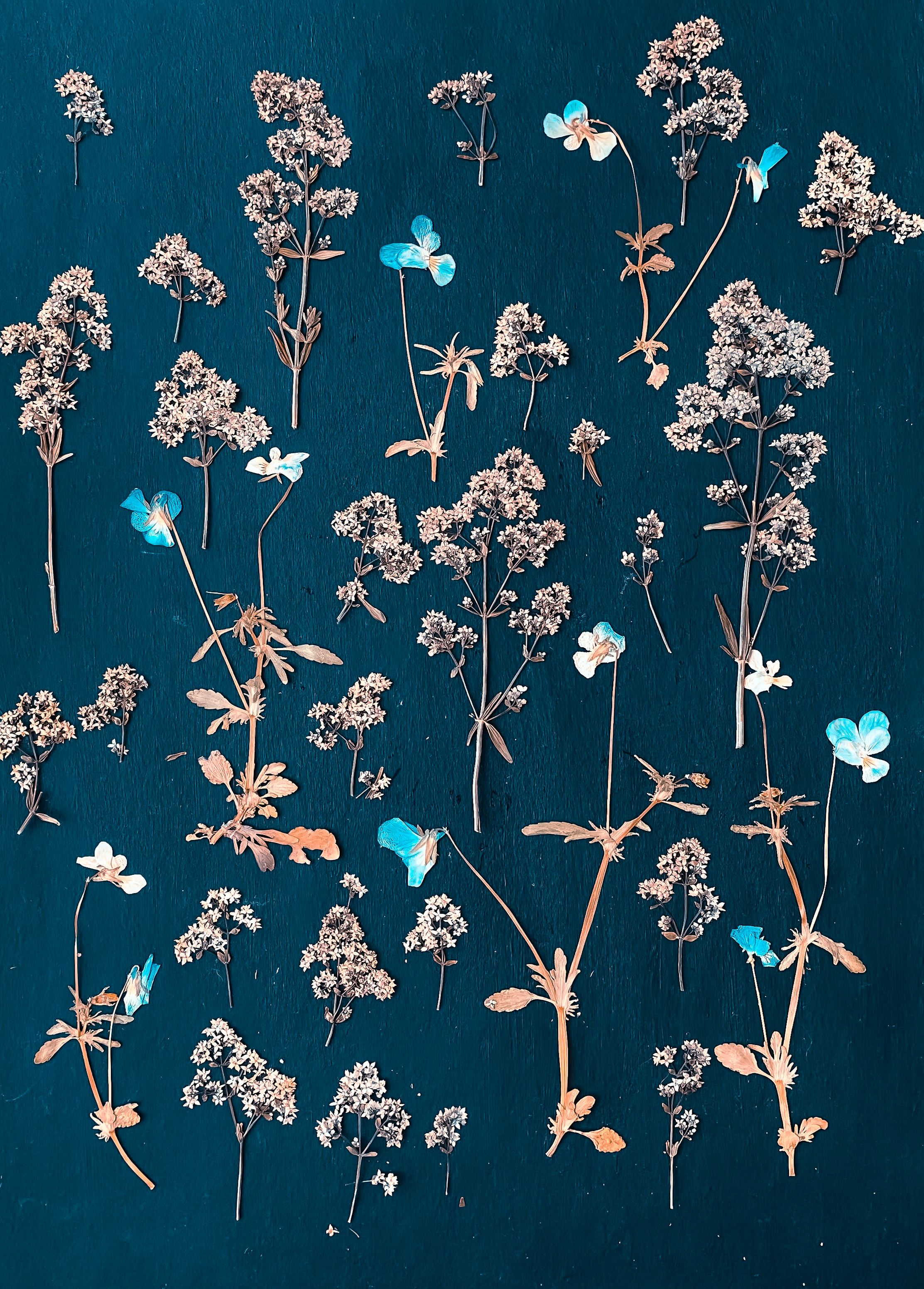 Artistic flat lay composition of dried and colorful wildflowers on a textured background.