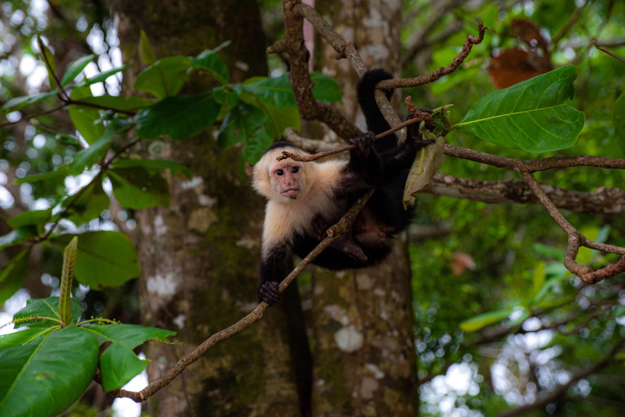 White-faced capuchin monkey perched in a lush Costa Rican rainforest.