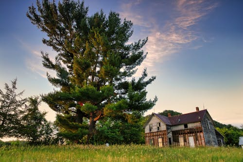 Tall Tree Beside the Wooden House