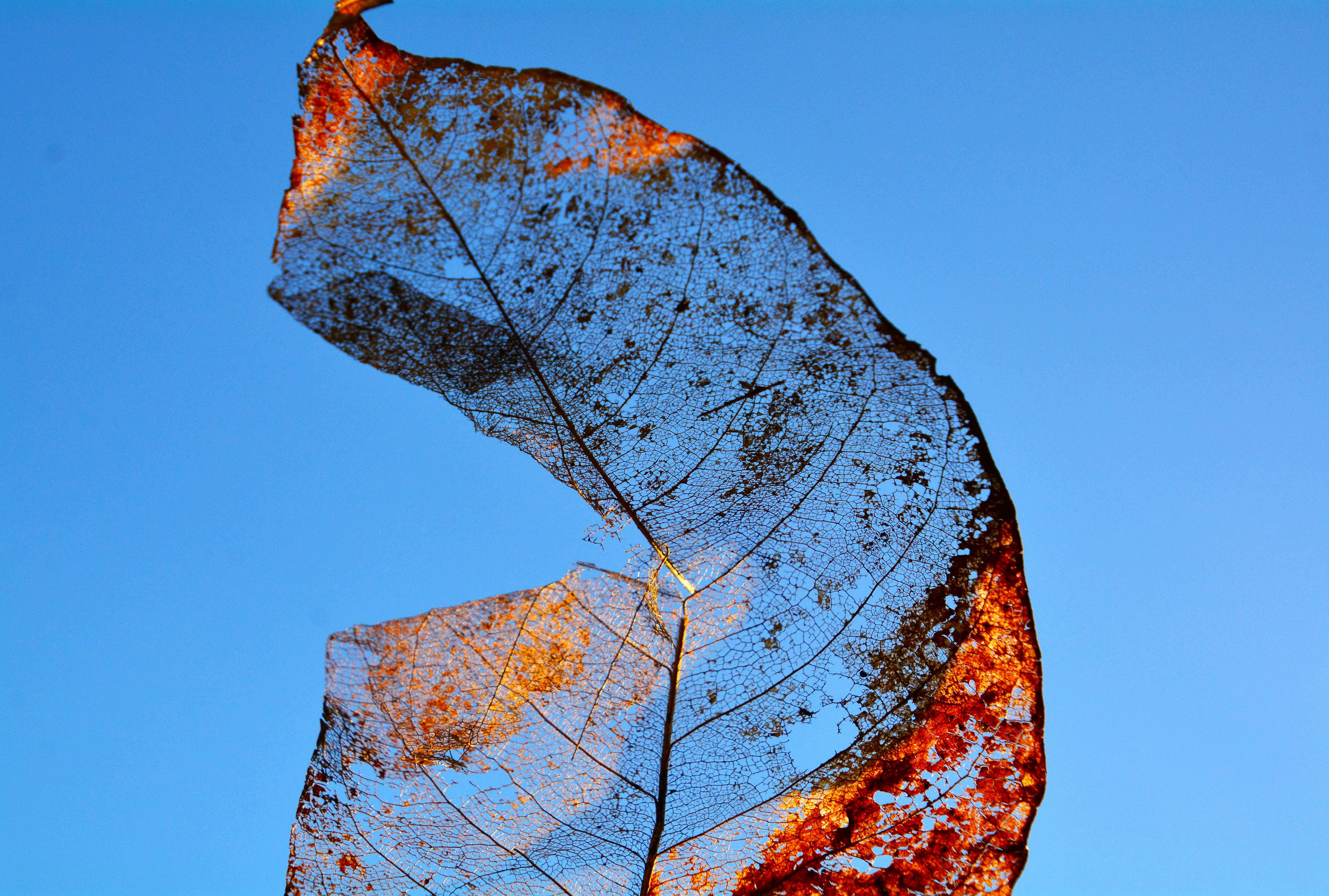 Skeleton Leaf against Blue Sky · Free Stock Photo
