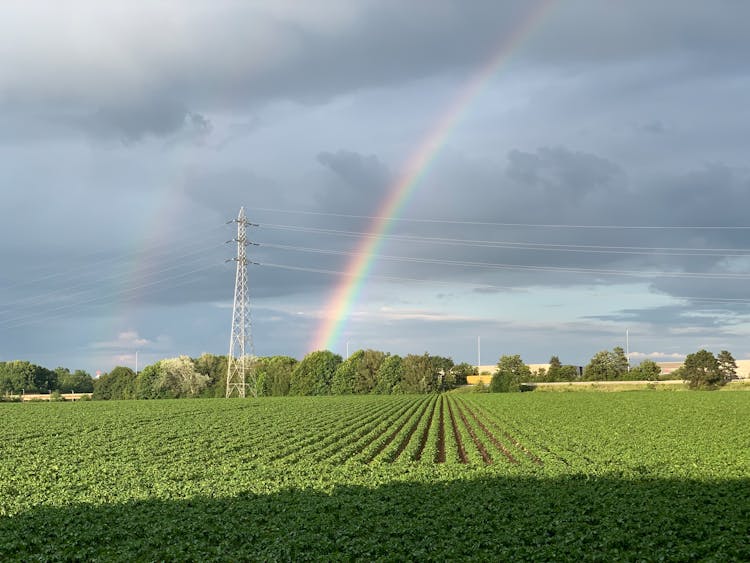 A Rainbow Above A Field