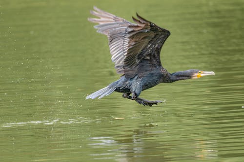 Бесплатное стоковое фото с большой баклан, водоем, летящая птица