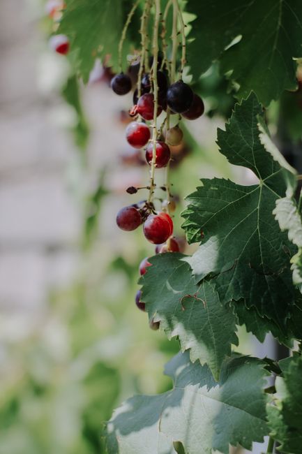 A vertical shot of ripe grapes hanging on the vine amidst lush green leaves, captured in summer.