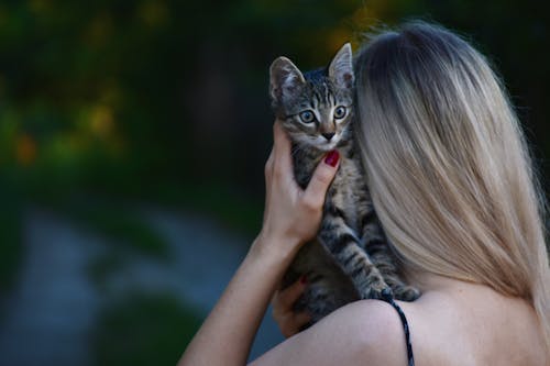 女人携带虎斑小猫