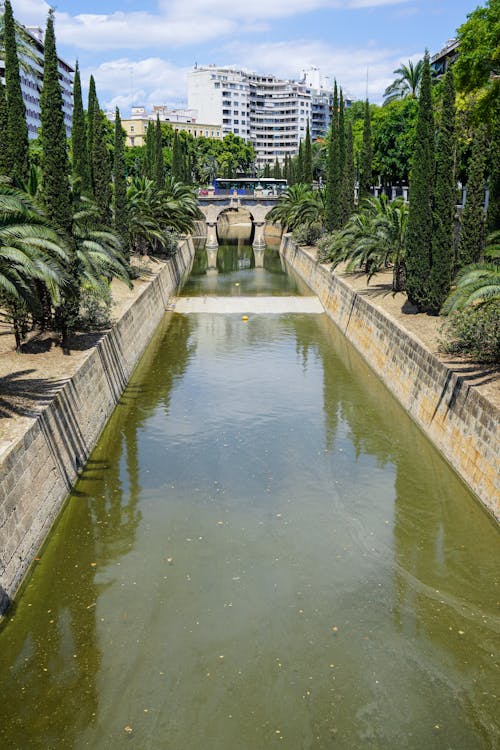 Canal Between Plants