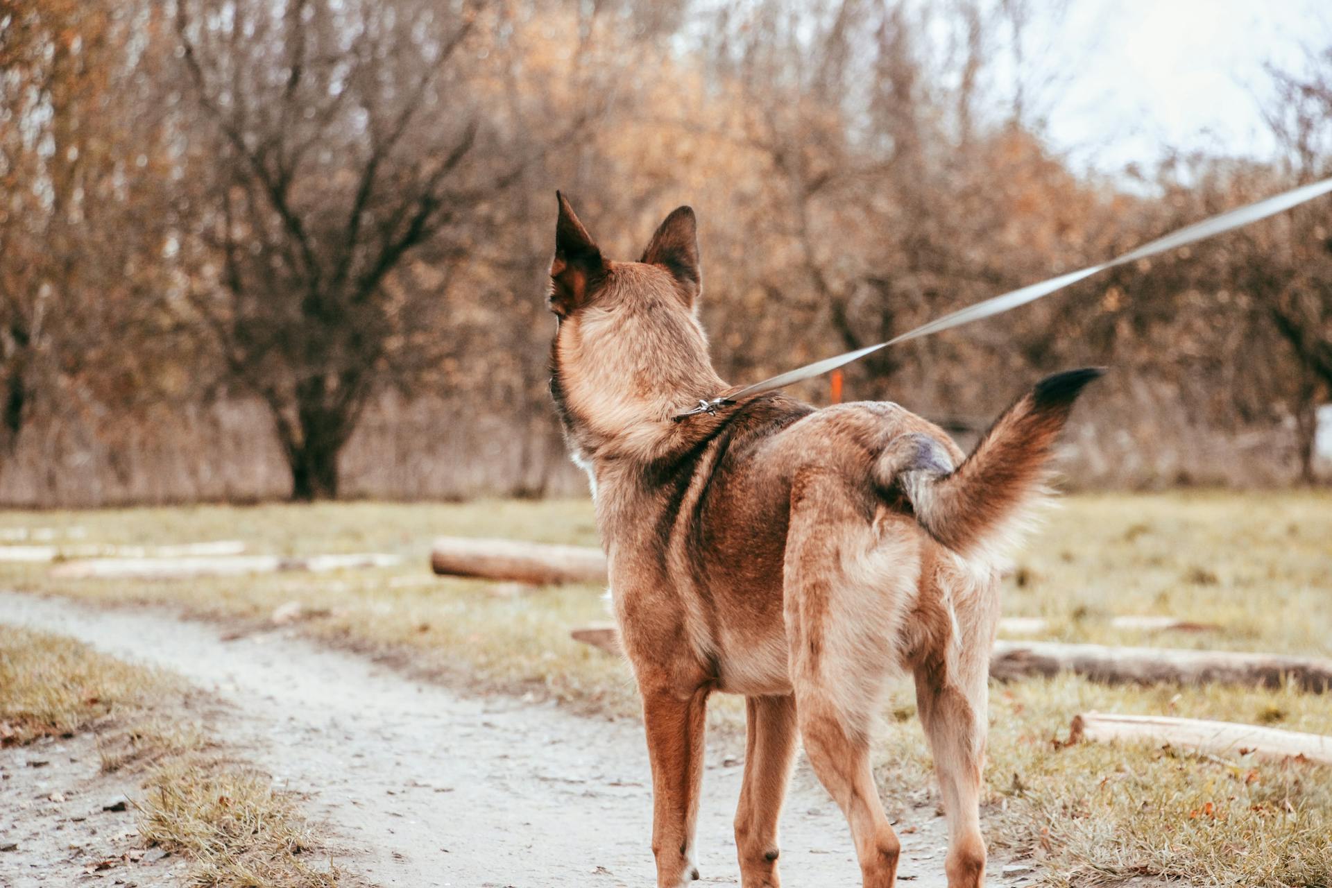 Back View of Malinois Dog in the Park