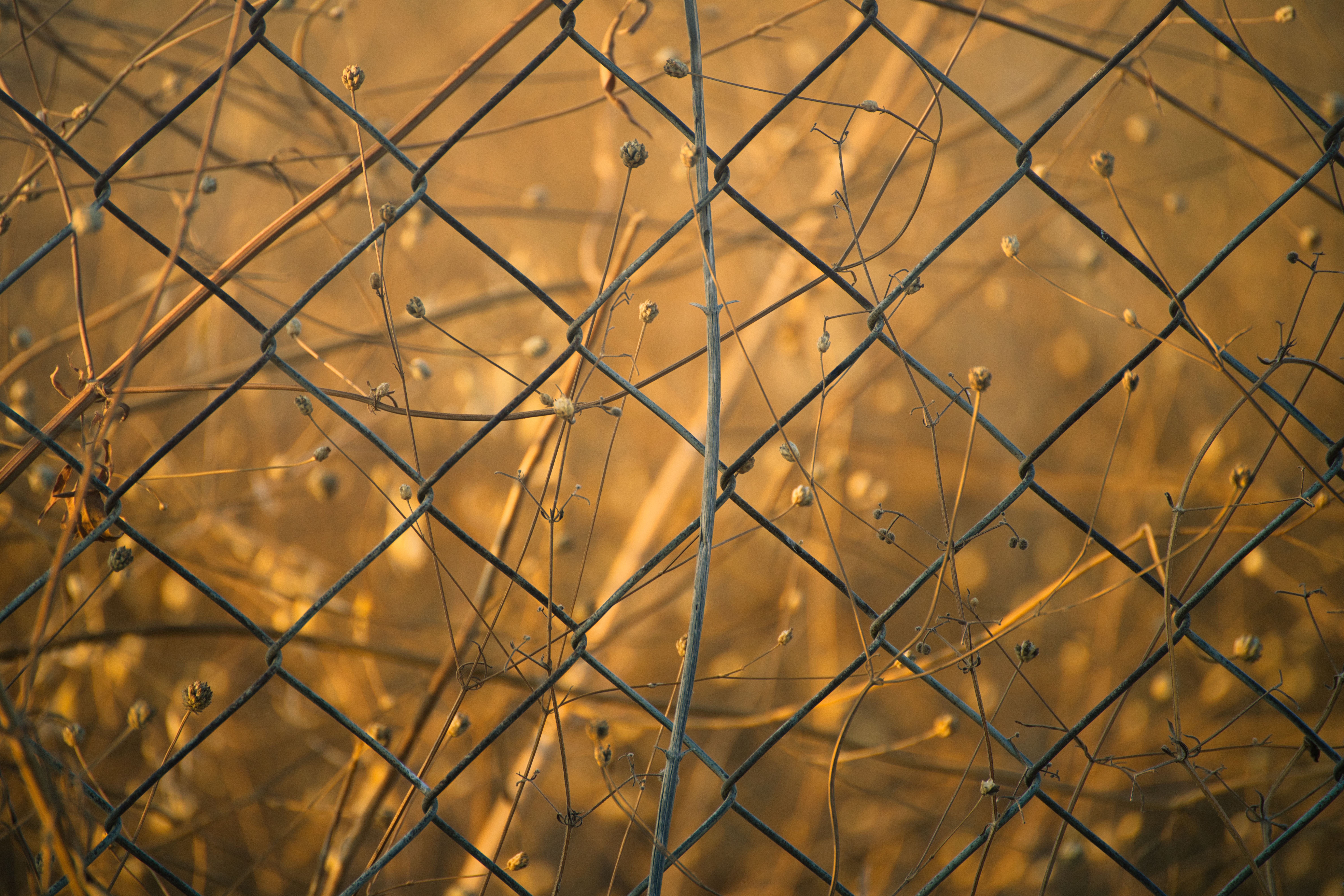 Dried Grass on Chain Link Fence · Free Stock Photo