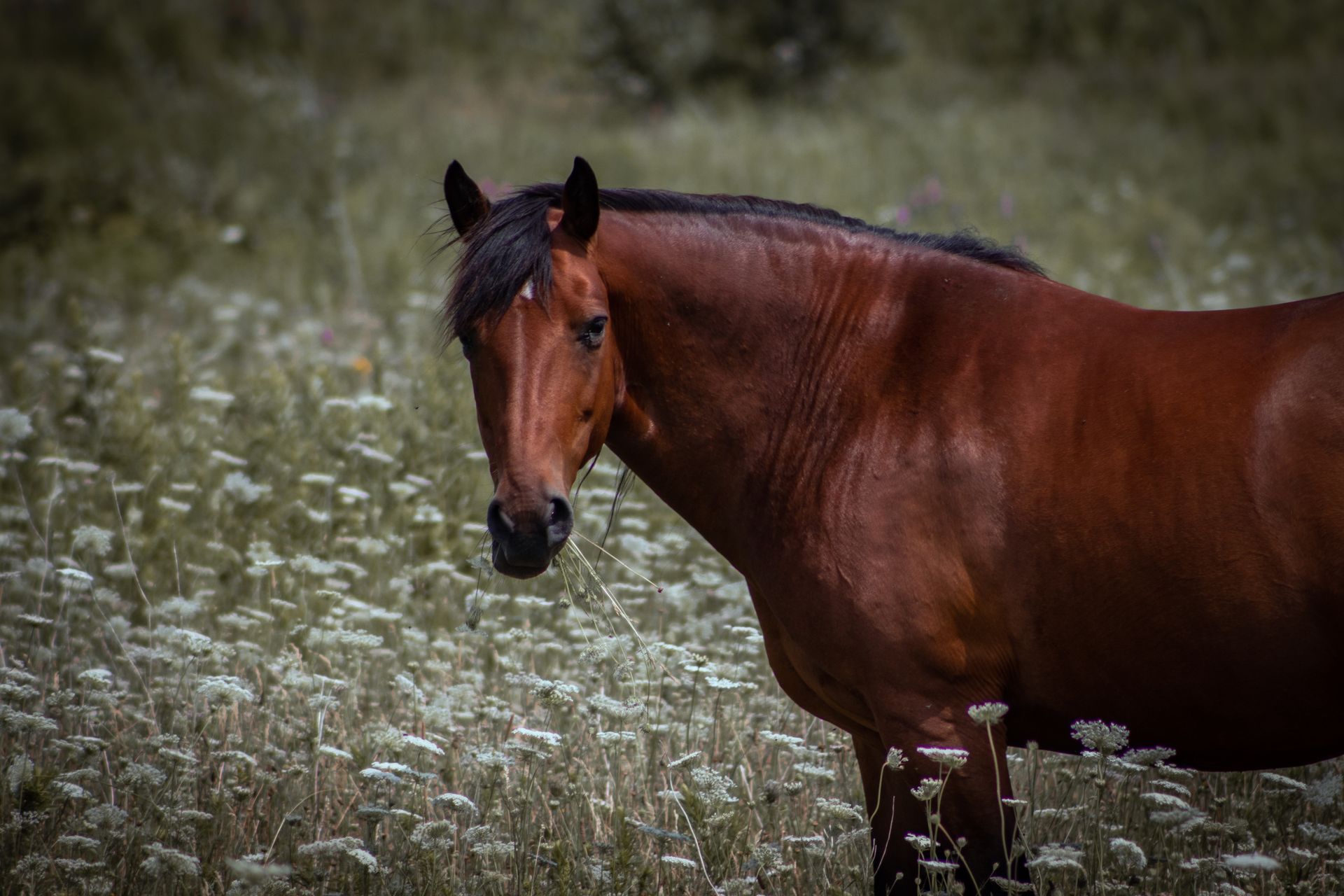A beautiful horse stands gracefully in a wildflower meadow in Chatsworth, Ontario, Canada.