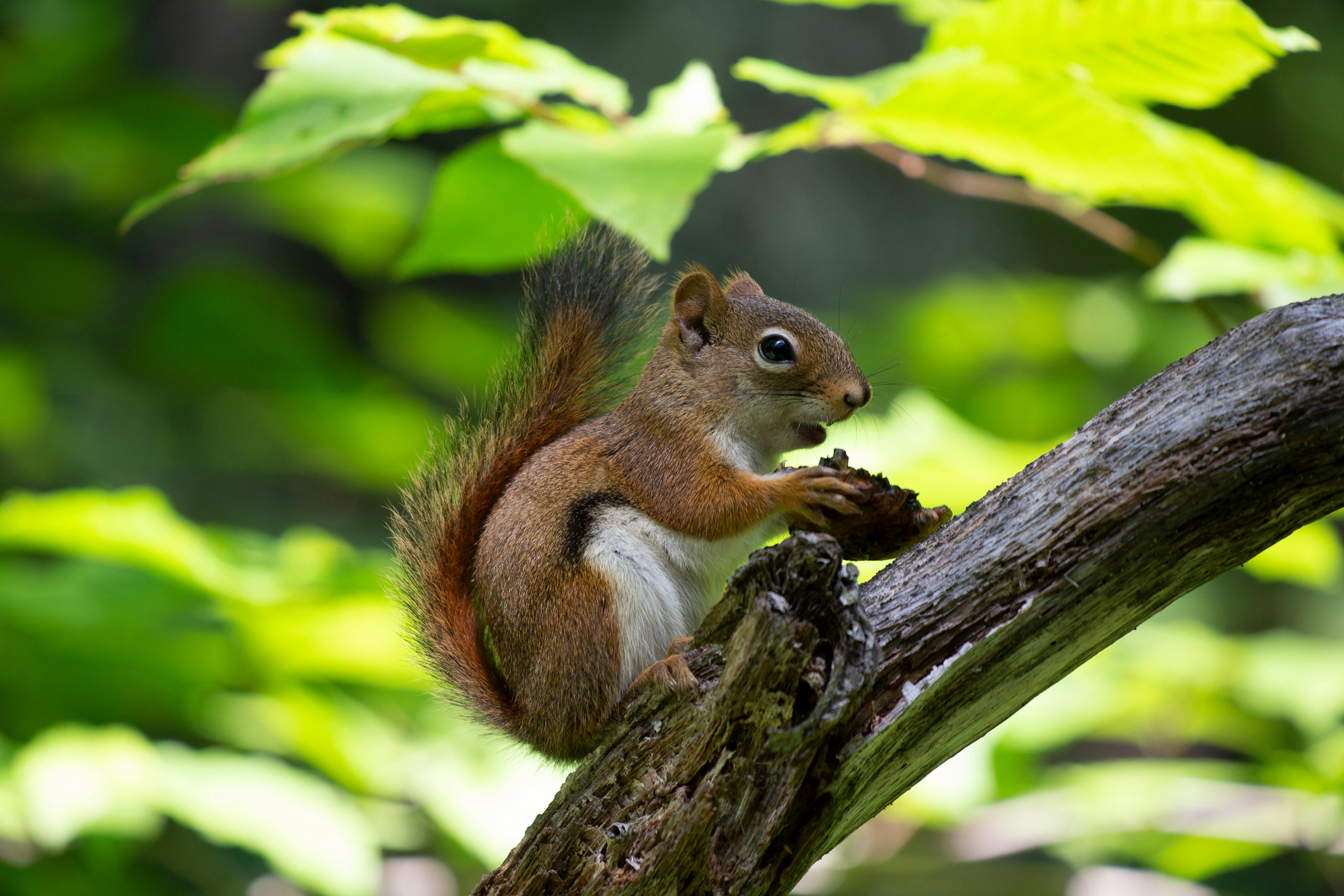 リス 動物 夏の無料の写真素材