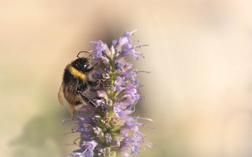  Bee on Purple Flowers