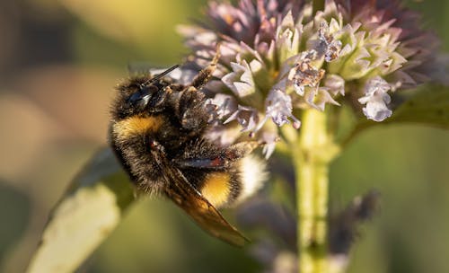 Free Buff-Tailed Bumblebee on a Flower  Stock Photo
