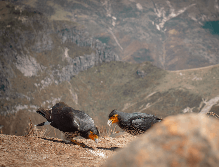 Black Birds On Brown Soild