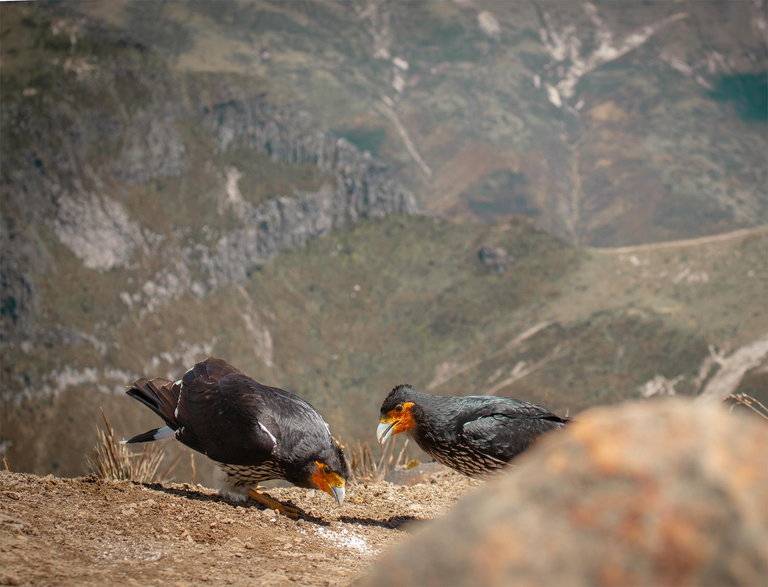 8+ Fotos y Imágenes de Carúncula Gratis · Banco de Fotos Gratis