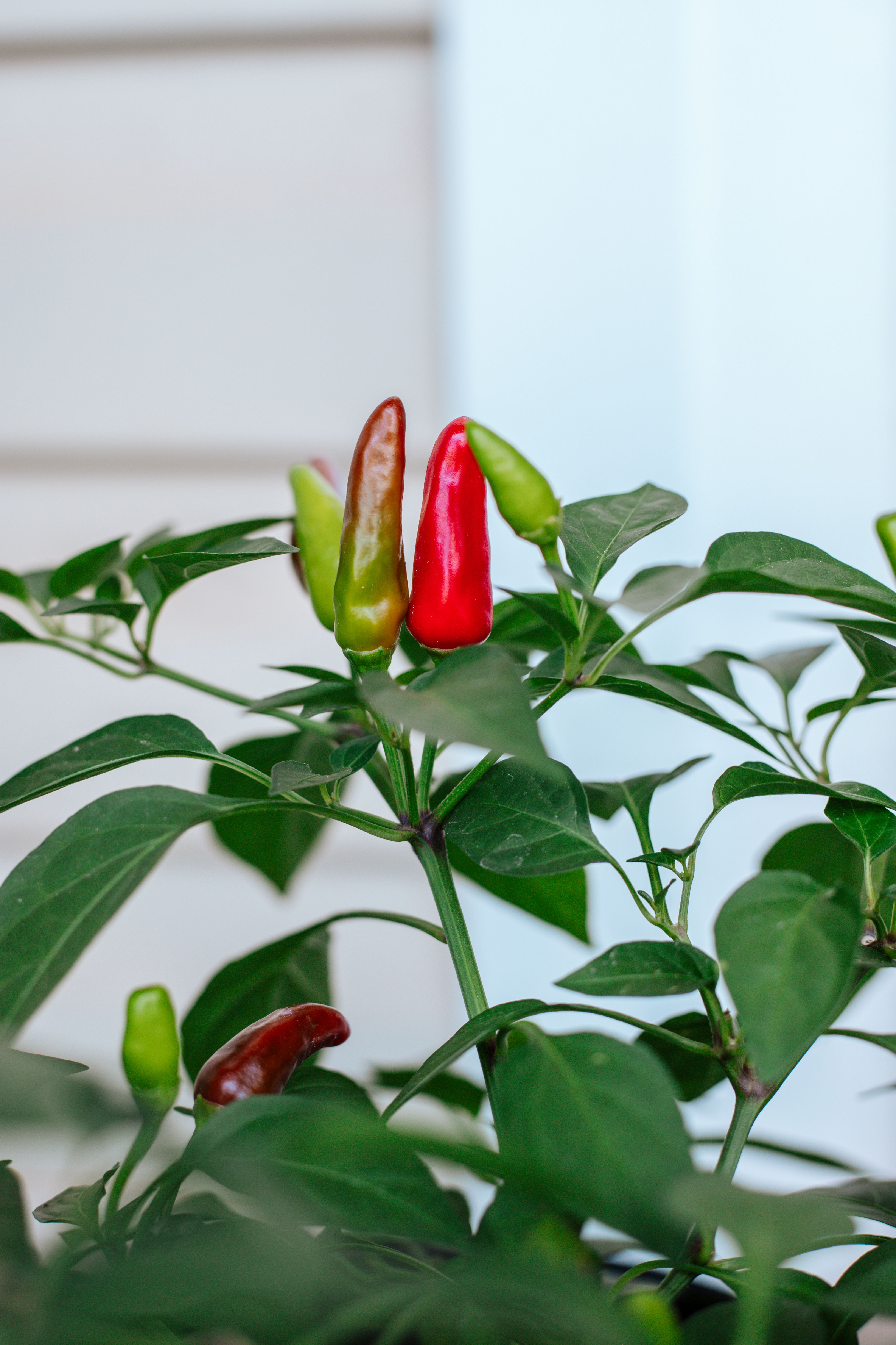 Red and Green Chili Peppers in Close Up Shot · Free Stock Photo