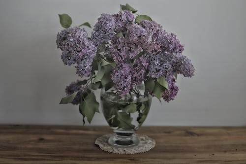 免費 植物群, 特寫, 玻璃花瓶 的 免費圖庫相片 圖庫相片