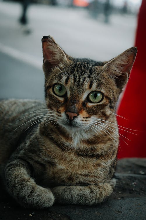 Close-Up Shot of a Tabby Cat 