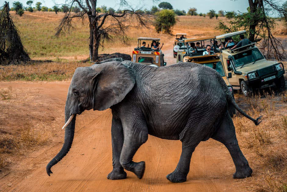 A majestic African elephant crosses a dirt road during a safari in Tanzania.
