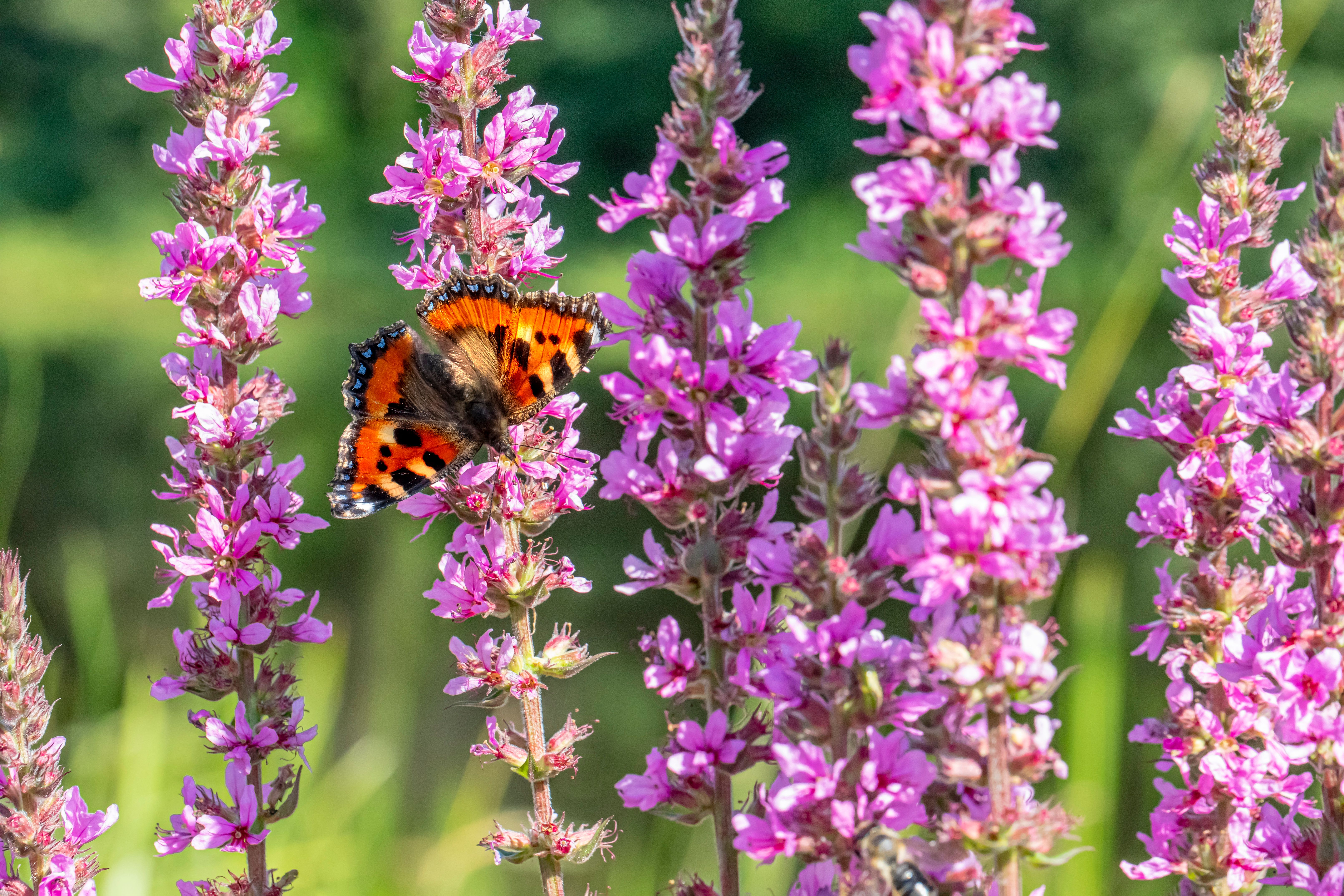 Comment créer un jardin accueillant pour la faune