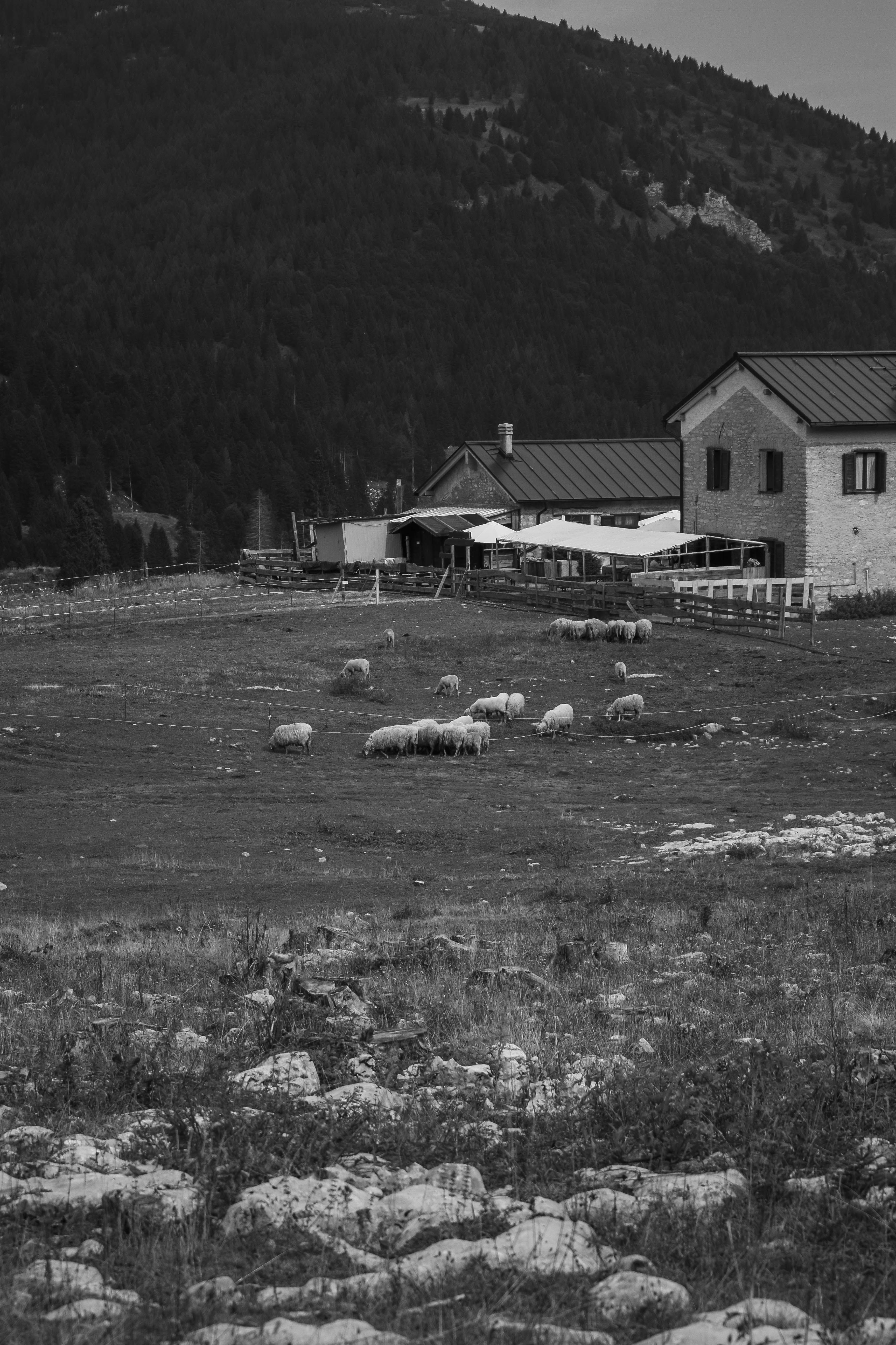 Black and white photo of sheep grazing in a rural pasture in Folgaria, Trentino-Alto Adige.
