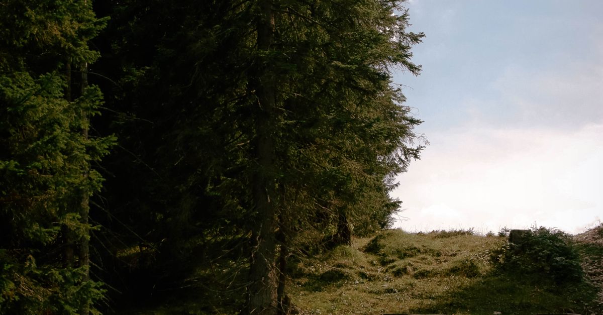 Deep Rural Area Trees Trees in Rural Area · Free Stock Photo