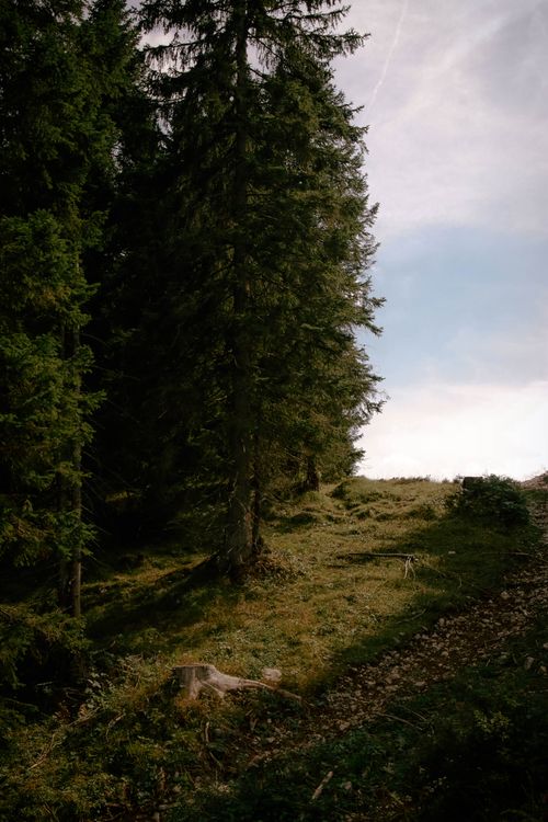 Deep Rural Area Trees Trees in Rural Area · Free Stock Photo
