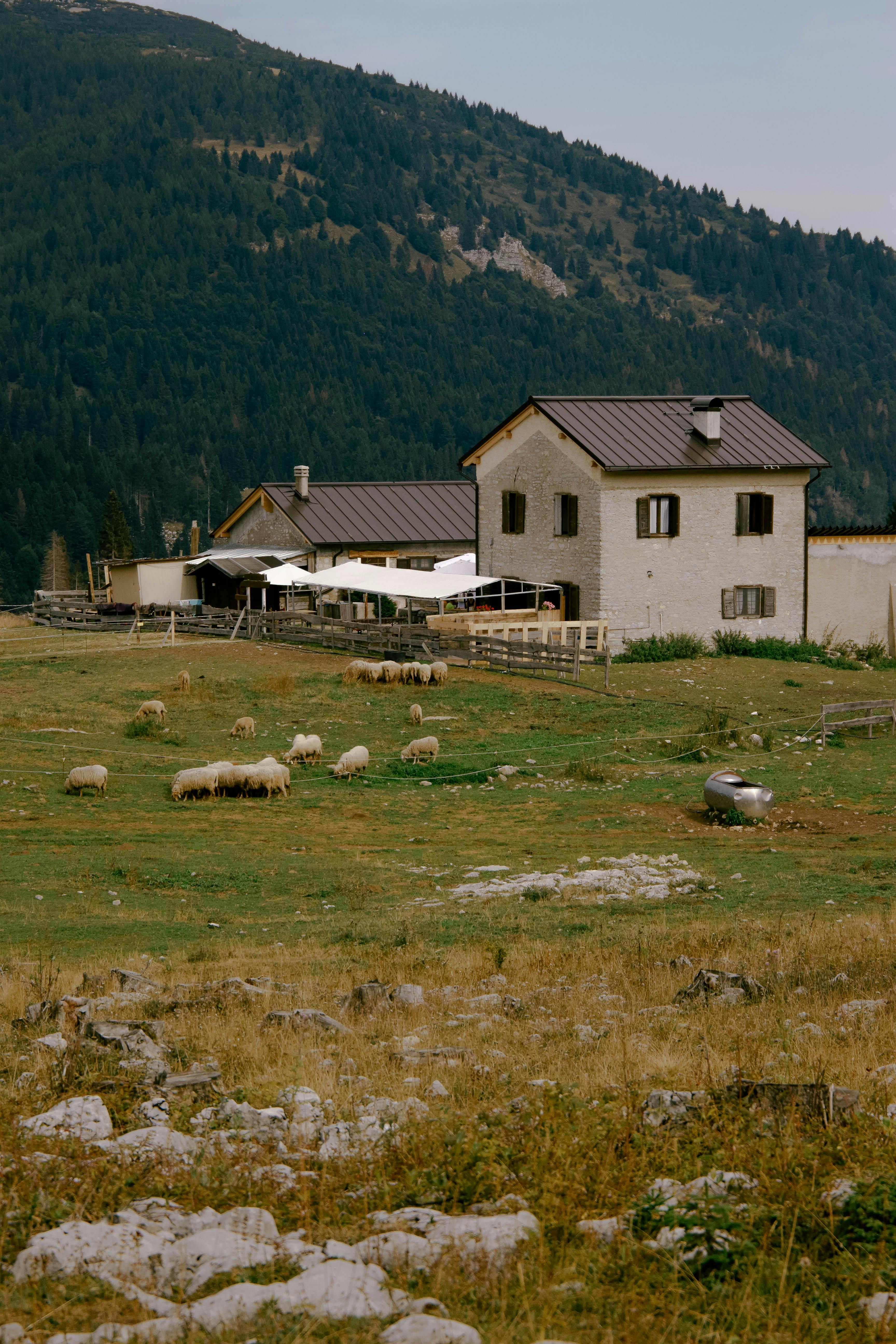 Scenic view of a rural farmhouse with grazing sheep in Folgaria, Trentino-Alto Adige, Italy.