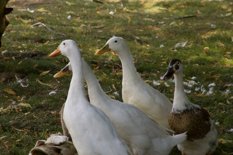 White Ducks On Green Grass