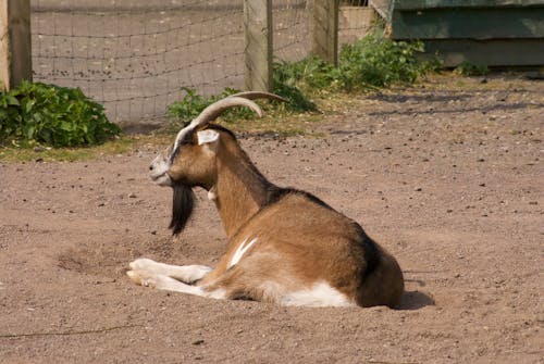 Gratis stockfoto met aan het liegen, aarde, beest